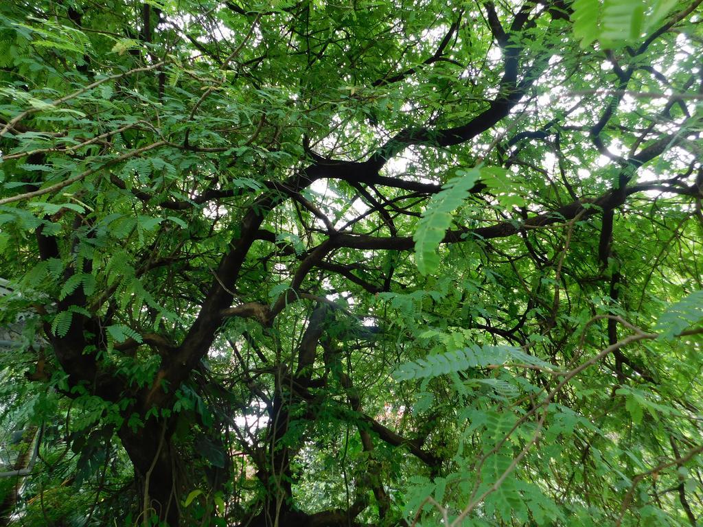 Green Woods Bethlehem Kochi Εξωτερικό φωτογραφία